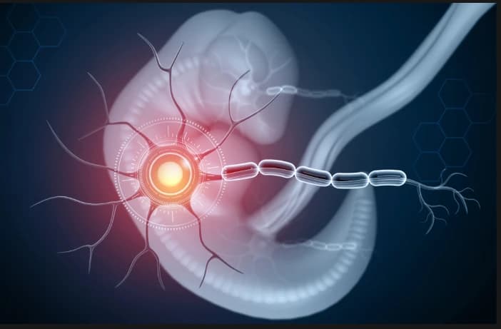 Fetal Lung Development Stages and Phases: Overview and Study Guide Image