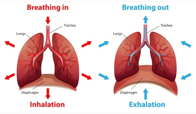 The Role of Physiology in Respiratory Clinical Care Image