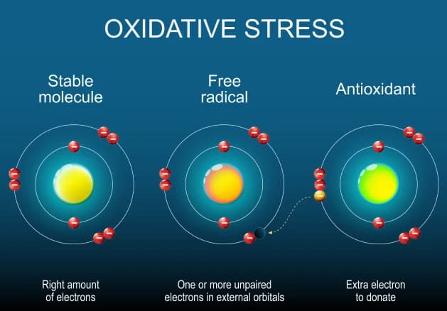 The Surprising Benefits of Free Radicals and Reactive Oxygen Species in the Body Image